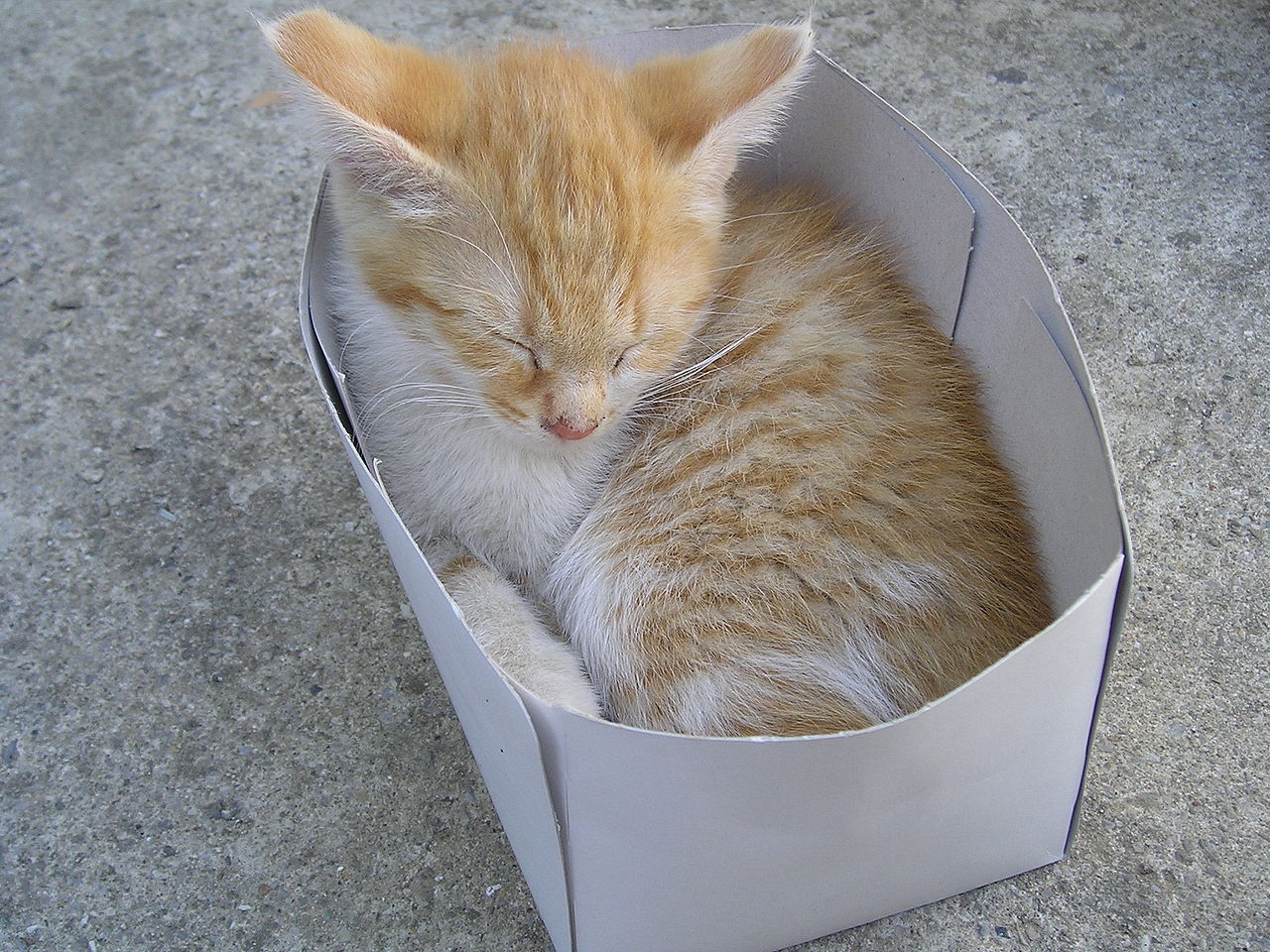 Gatos y cajas de cartón, amor a primera vista